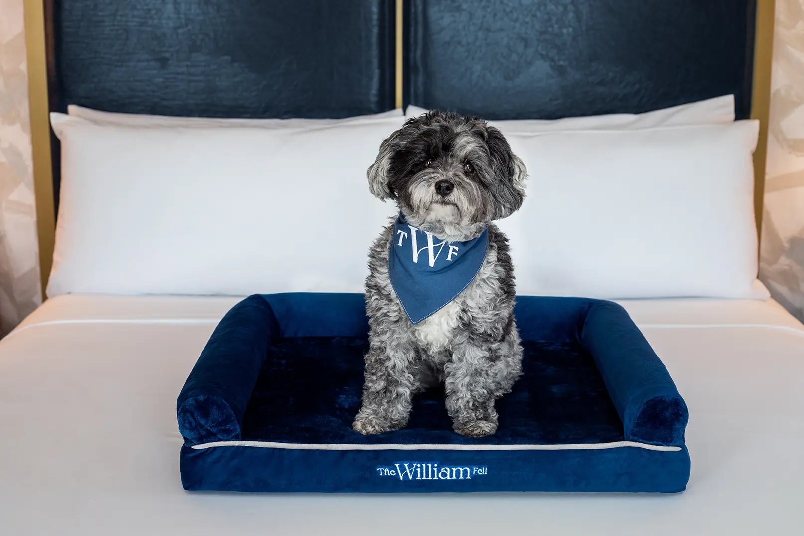 best pet friendly hotels baltimore